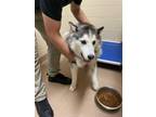 Adopt Eleanor a White Husky / Mixed dog in Daytona Beach, FL (38951389)