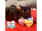 Adopt Tito a All Black Domestic Mediumhair / Mixed cat in Wheeling