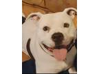 Adopt Panda a Brown/Chocolate - with White American Pit Bull Terrier / Mixed dog