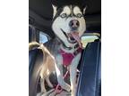 Adopt Kepa a Black - with White Husky / Mixed dog in Tahoe City, CA (38951451)