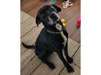 Adopt Hank a Black - with White Labrador Retriever / Mixed dog in Orlando