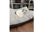 Adopt Leah a White (Mostly) Domestic Shorthair / Mixed (short coat) cat in