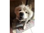 Adopt Chow Chow a Tan/Yellow/Fawn Shar Pei / Mixed dog in Fort Worth