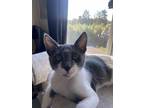 Adopt TAGALONG - FFPR a Gray or Blue (Mostly) Domestic Shorthair (short coat)