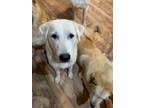 Adopt Casper a White Great Pyrenees / German Shepherd Dog / Mixed dog in Manvel
