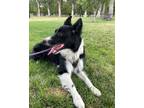 Adopt Otto a Black - with White Border Collie / Mixed dog in Salt Lake City