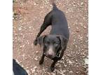 Adopt Ovie a Brown/Chocolate Labrador Retriever / Boxer / Mixed dog in New
