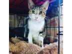 Adopt SPRINKLE - FFPR a Brown Tabby Domestic Shorthair (short coat) cat in