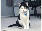 Adopt Dinky a Black & White or Tuxedo Tabby / Mixed (short coat) cat in Norfolk