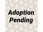 Adopt Root a Black Mixed Breed (Medium) / Mixed dog in Washington, PA (38951287)
