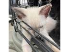Adopt Mario a White Siamese / Mixed cat in Washington, PA (38951286)