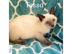 Adopt Tessa a White (Mostly) Domestic Shorthair / Mixed cat in Washington