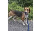 Adopt Muggs a Black - with White Beagle / Mixed dog in Irwin, PA (38951322)