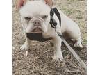 French Bulldog Puppy for sale in Glen Burnie, MD, USA