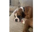 Adopt Daisy a Boxer / Mixed dog in Denver, CO (38951310)