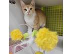Adopt BARBIE - FFPR a Orange or Red Domestic Shorthair (short coat) cat in