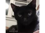 Adopt Leo a All Black Domestic Shorthair / Mixed cat in Wappingers