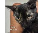 Adopt Allie a All Black Domestic Shorthair / Mixed cat in Wappingers