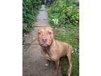 Adopt Minnie a Tan/Yellow/Fawn Staffordshire Bull Terrier / Mixed dog in