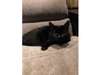 Adopt Chloe a All Black Bombay / Mixed (medium coat) cat in Albert Lea