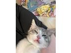Adopt Milo a Gray or Blue Domestic Shorthair / Mixed (medium coat) cat in