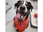 Adopt Dyson a Black Hound (Unknown Type) / Mixed dog in Austin, TX (38951025)
