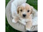 Maltipoo Puppy for sale in Watertown, MN, USA