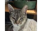 Adopt Misha a Gray, Blue or Silver Tabby Domestic Shorthair (short coat) cat in