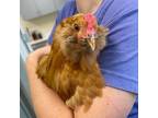 Adopt Kiwi a Chicken bird in Novelty, OH (38951000)
