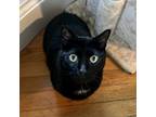 Adopt Buster a All Black Domestic Shorthair / Mixed cat in Hopkinton