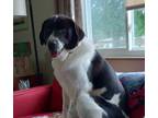 Adopt Max a Black - with White Great Pyrenees / Mixed dog in Cincinnati