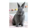 Adopt Beluga a Grey/Silver Dwarf / Mixed (short coat) rabbit in Livermore