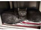 Adopt Hopps* a Gray or Blue Domestic Shorthair cat in Kingman, AZ (38950911)