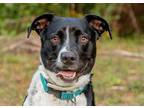 Adopt Scout a Black - with White Mutt / Mixed dog in Summerville, SC (38950948)