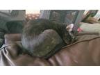 Adopt Mama Cat a Tortoiseshell American Shorthair / Mixed (short coat) cat in