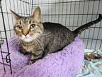 Adopt Bandit a Brown or Chocolate Domestic Shorthair / Mixed cat in Bossier