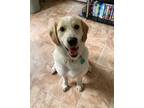 Adopt Daisy a White - with Brown or Chocolate Labrador Retriever / Mixed dog in