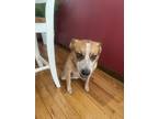 Adopt Willow a Tan/Yellow/Fawn - with White Australian Cattle Dog / Mixed dog in