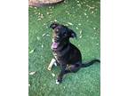 Adopt Lilly a Black - with White Labrador Retriever / Pit Bull Terrier / Mixed