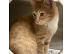 Adopt Otto a Orange or Red Domestic Shorthair / Mixed cat in Starkville
