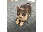 Adopt Jimmy a Gray or Blue Tabby / Mixed (short coat) cat in Las Vegas