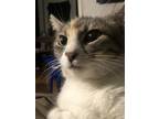 Adopt Nyx a Calico or Dilute Calico Calico / Mixed (short coat) cat in Hurst
