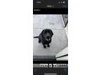 Adopt Bruce Wayne a Black Labrador Retriever / Mixed dog in Temecula