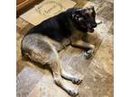 Adopt Chloe a Black Shepherd (Unknown Type) / Labrador Retriever / Mixed dog in