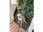 Adopt Mia a White Labrador Retriever / Mutt / Mixed dog in Rome, GA (38950405)