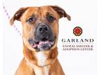 Adopt Cupid a Tan/Yellow/Fawn - with Black Black Mouth Cur / Mixed dog in