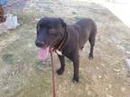 Adopt Hershey a Black - with White Retriever (Unknown Type) / Mixed Breed