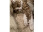 Adopt Marmalade a Orange or Red Tabby / Mixed (medium coat) cat in Nashville