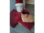 Adopt Simba a Orange or Red (Mostly) Domestic Shorthair / Mixed (short coat) cat