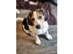 Adopt Ashe a Tricolor (Tan/Brown & Black & White) Beagle / Mixed dog in Bear